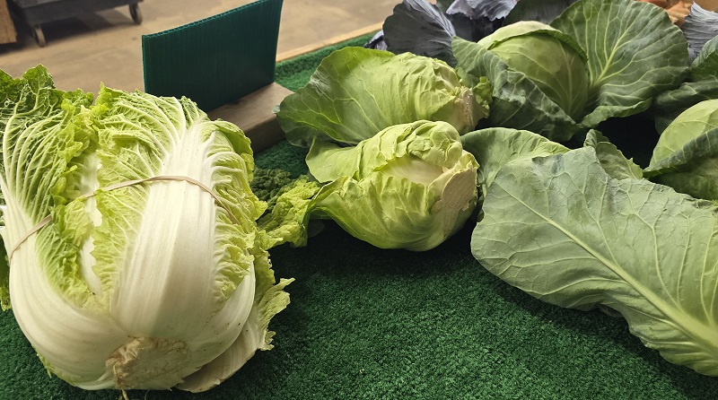 cabbage